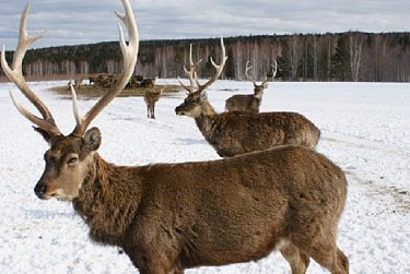 Локомотивы роста