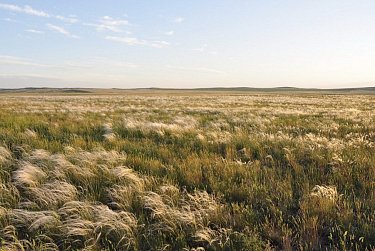 Сегодня – День степи Оренбургской области