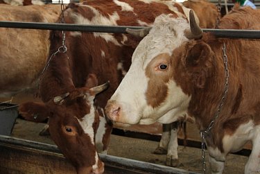 В поддержку местного сельхозпроизводителя