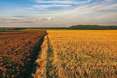 Изымать заброшенные сельхозземли у недобросовестных владельцев станет проще 