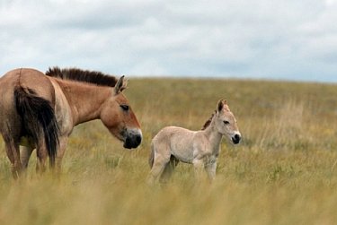 25 мая – День степи Оренбургской области