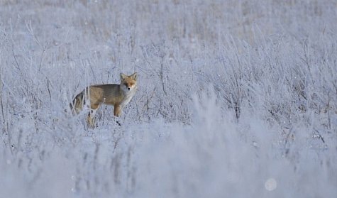 Сохранить национальные богатства