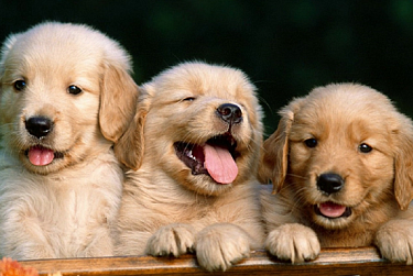 Породистые продолжат производить потомство