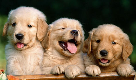 Породистые продолжат производить потомство