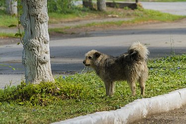 Все, что нужно знать о регистрации домашних животных 